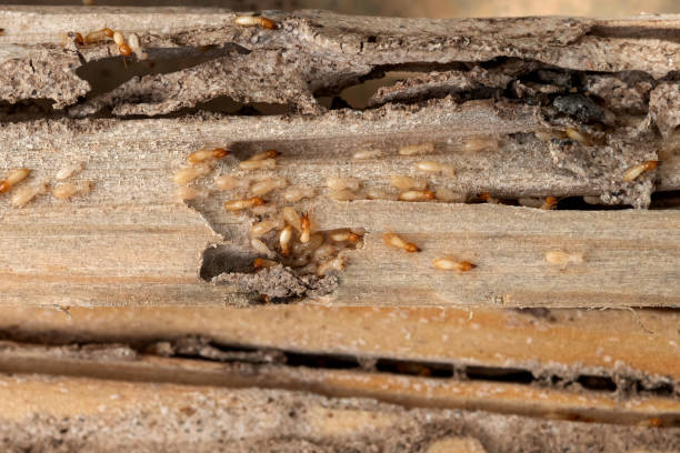 Best Residential Pest Control  in Palacios, TX