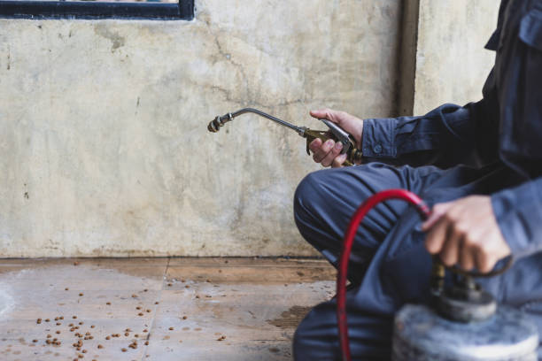 Best Affordable Pest Control Services  in Palacios, TX